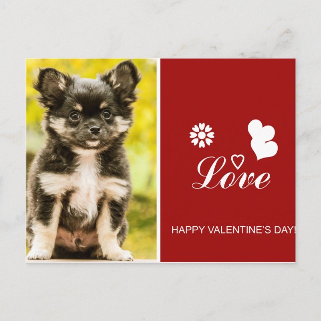Chihuahua Puppy Dog Happy Valentine's Day postcard (Front)