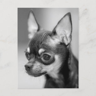 Chihuahua Puppy Dog Post Card