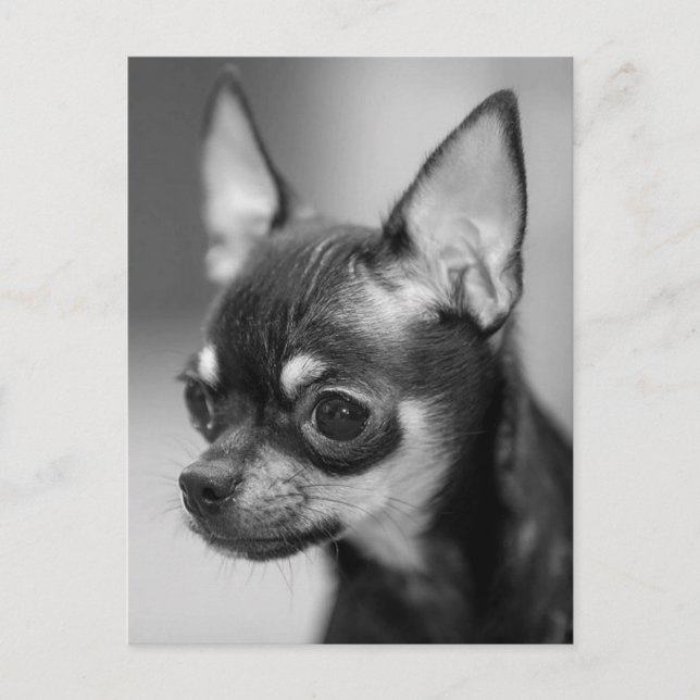 Chihuahua Puppy Dog Post Card (Front)