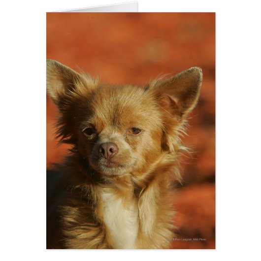 Chihuahua Puppy Headshot Cards (Front)