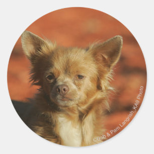 Chihuahua Puppy Headshot Classic Round Sticker