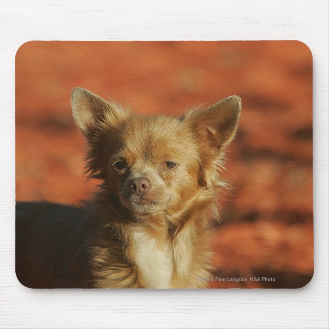 Chihuahua Puppy Headshot Mouse Pad (Front)
