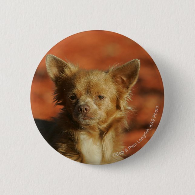 Chihuahua Puppy Headshot Pinback Button (Front)
