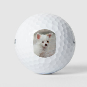 Chihuahua puppy in a garden golf balls