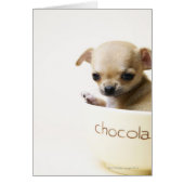 Chihuahua puppy in bowl (cropped) (Front)