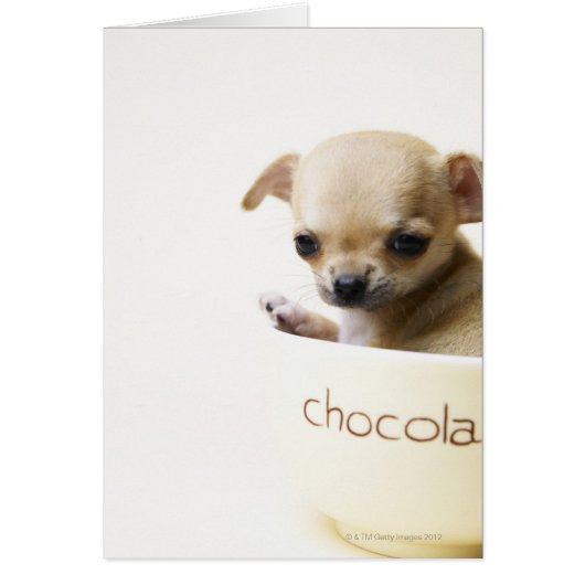 Chihuahua puppy in bowl (cropped) (Front)