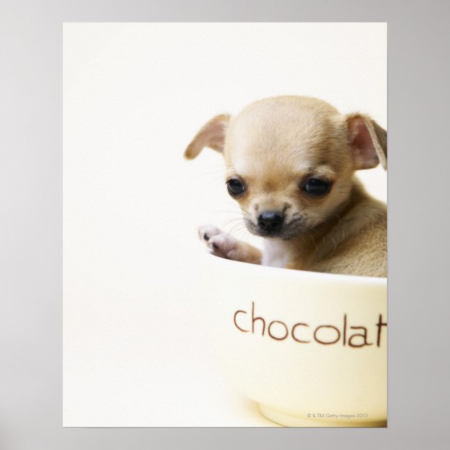 Chihuahua puppy in bowl (cropped) poster (Front)