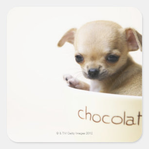 Chihuahua puppy in bowl (cropped) square sticker