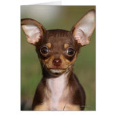 Chihuahua Puppy Looking at Camera (Front)