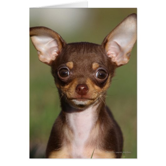 Chihuahua Puppy Looking at Camera (Front)