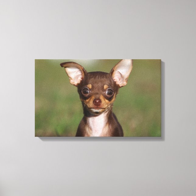 Chihuahua Puppy Looking at Camera Canvas Print (Front)