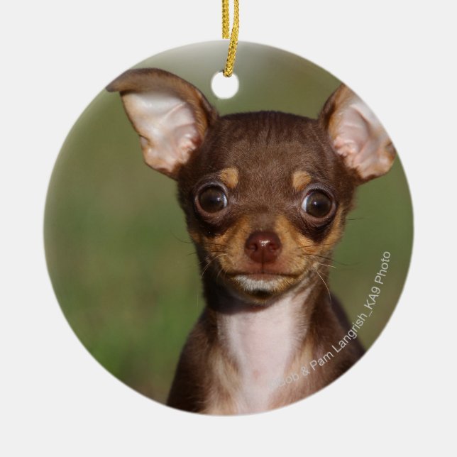 Chihuahua Puppy Looking at Camera Ceramic Ornament (Front)