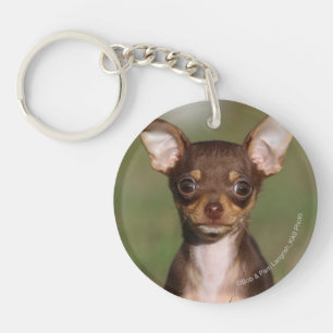 Chihuahua Puppy Looking at Camera Keychain