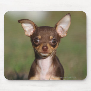 Chihuahua Puppy Looking at Camera Mouse Pad