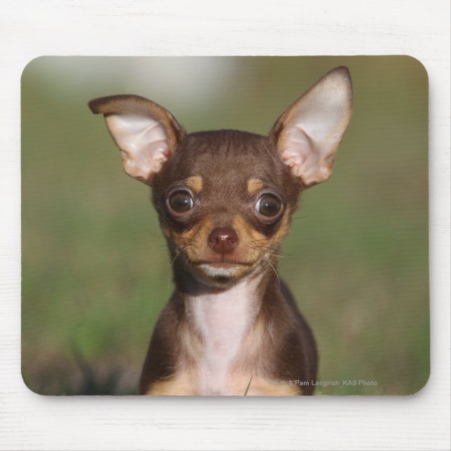 Chihuahua Puppy Looking at Camera Mouse Pad (Front)