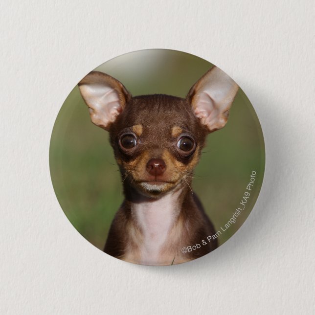 Chihuahua Puppy Looking at Camera Pinback Button (Front)