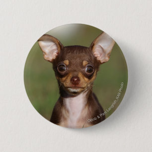 Chihuahua Puppy Looking at Camera Pinback Button