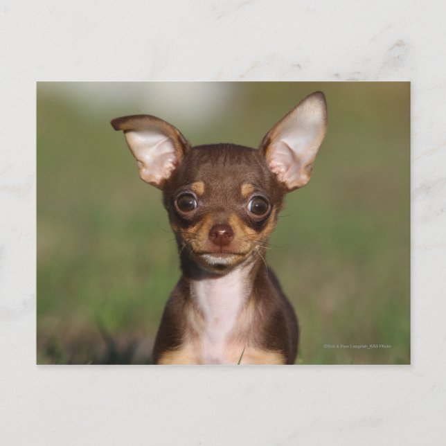 Chihuahua Puppy Looking at Camera Postcard (Front)