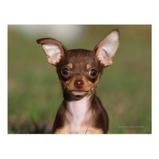 Chihuahua Puppy Looking at Camera Postcard | Zazzle.com