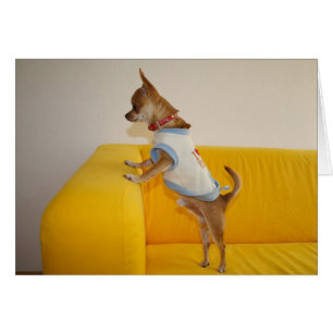 Chihuahua Puppy On Yellow Sofa Cards
