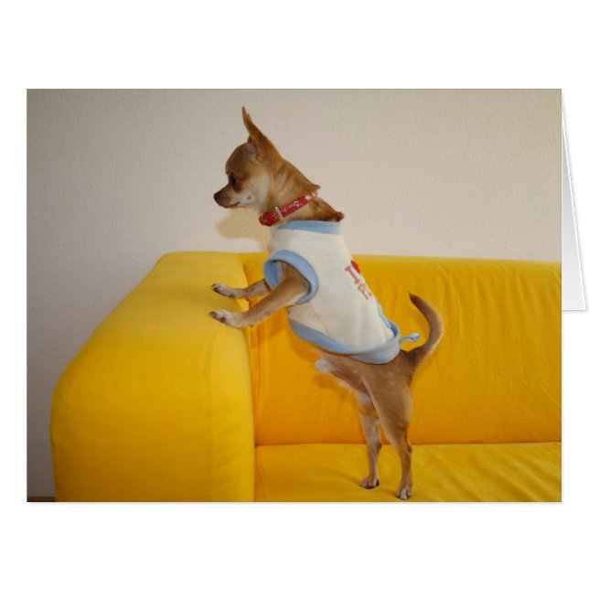 Chihuahua Puppy On Yellow Sofa Cards (Front Horizontal)