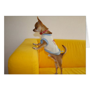 Chihuahua Puppy On Yellow Sofa Cards