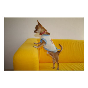 Chihuahua Puppy On Yellow Sofa Poster