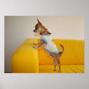 Chihuahua Puppy On Yellow Sofa Poster