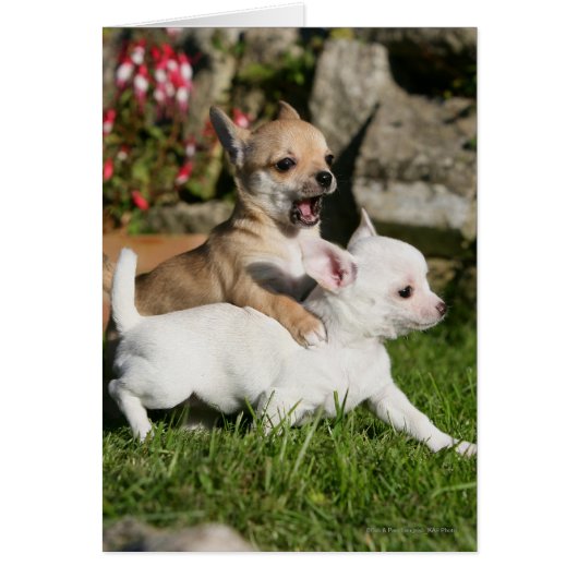 Chihuahua Puppy Playing (Front)