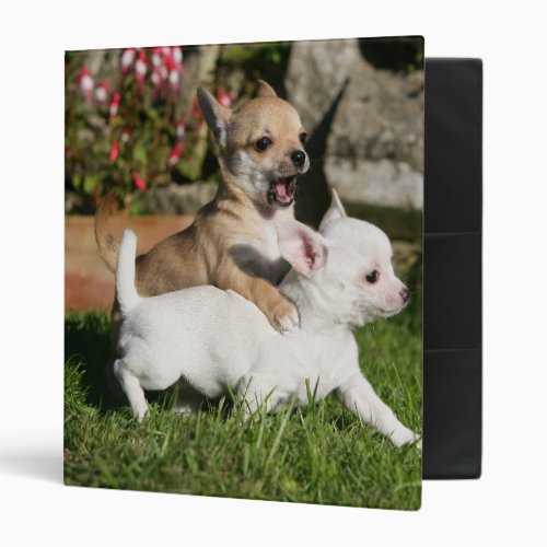 Chihuahua Puppy Playing 3 Ring Binder