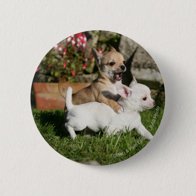 Chihuahua Puppy Playing Button (Front)