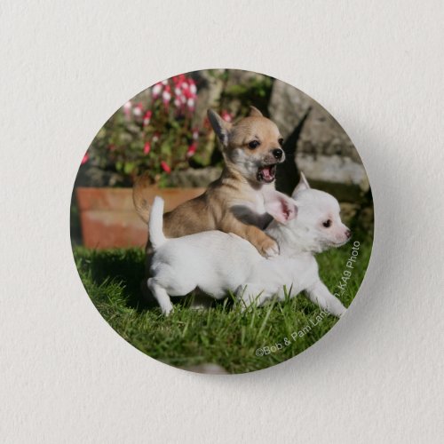 Chihuahua Puppy Playing Button