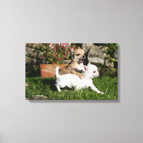 Chihuahua Puppy Playing Canvas Print