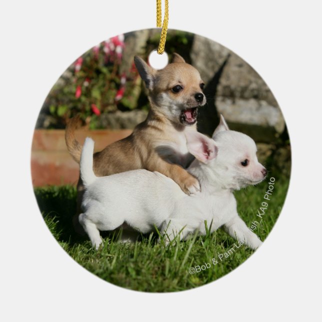 Chihuahua Puppy Playing Ceramic Ornament (Front)