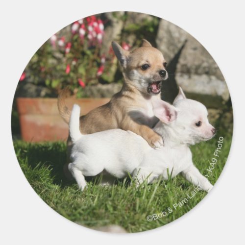 Chihuahua Puppy Playing Classic Round Sticker