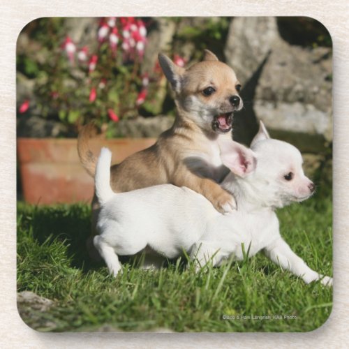 Chihuahua Puppy Playing Drink Coaster