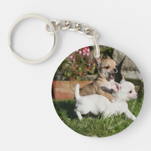 Chihuahua Puppy Playing Keychain