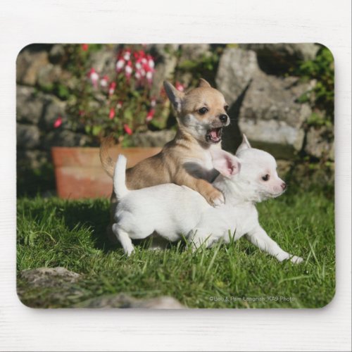 Chihuahua Puppy Playing Mouse Pad