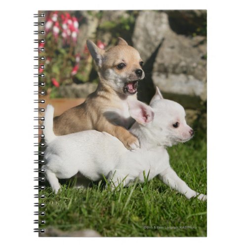 Chihuahua Puppy Playing Notebook