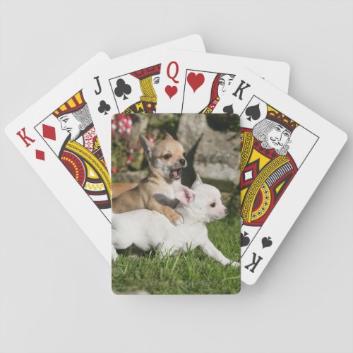 Chihuahua Puppy Playing Poker Cards