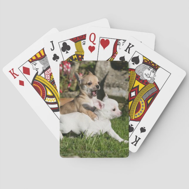 Chihuahua Puppy Playing Poker Cards (Back)