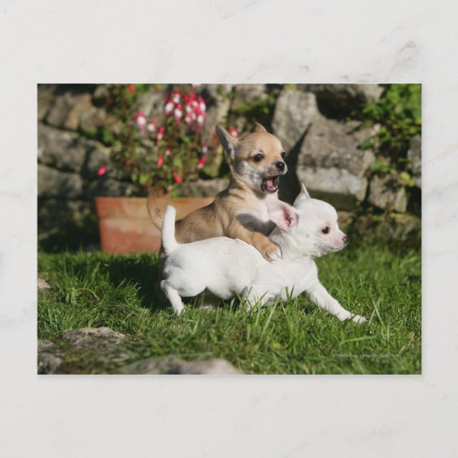 Chihuahua Puppy Playing Postcard (Front)