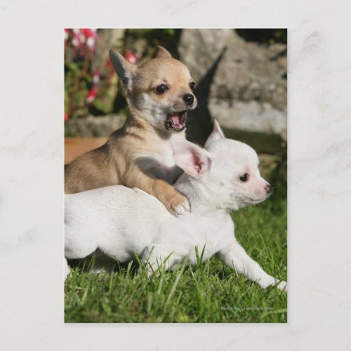 Chihuahua Puppy Playing Postcard