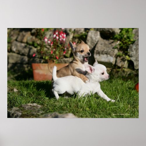 Chihuahua Puppy Playing Poster