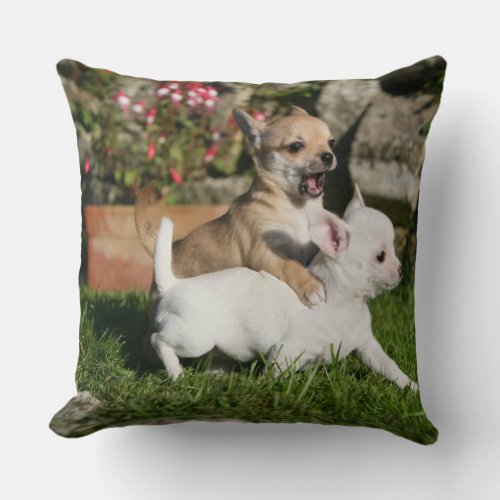 Chihuahua Puppy Playing Throw Pillow