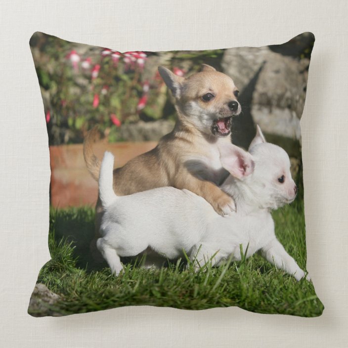 resnick couch chihuahua dog throw pillow ebern designs