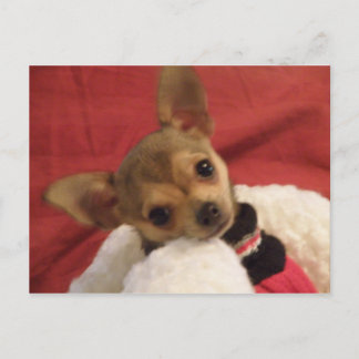 Chihuahua puppy post card