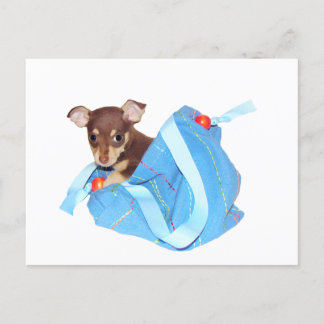 Chihuahua puppy postcard