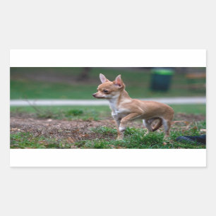 Chihuahua Puppy Rectangular Sticker