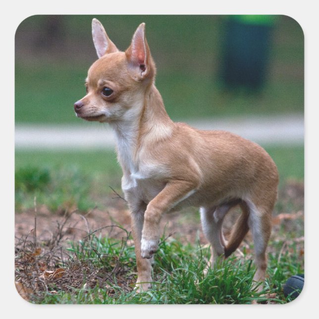 Chihuahua Puppy Square Sticker (Front)